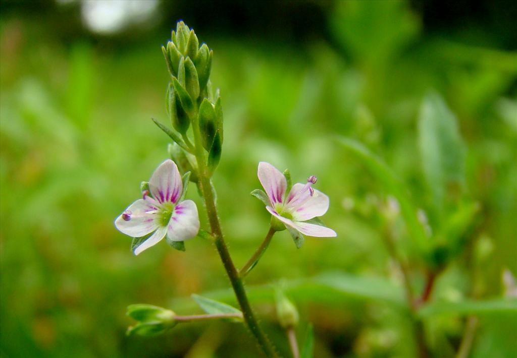 Veronica catenata (door Joop Verburg)