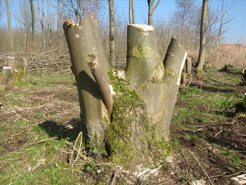 Fraxinus excelsior (door Piet Bremer )