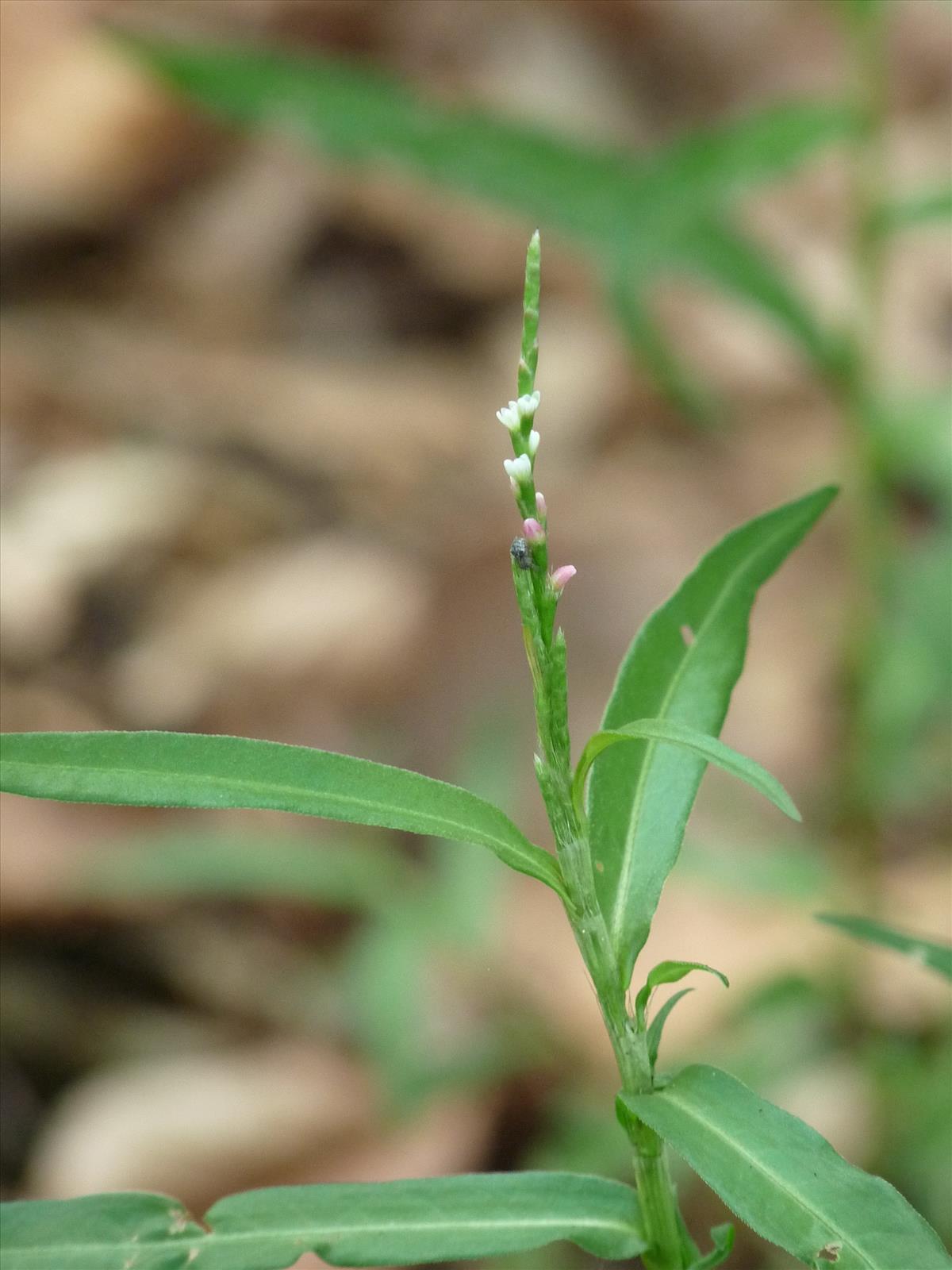 Persicaria minor (door Willemien Troelstra)