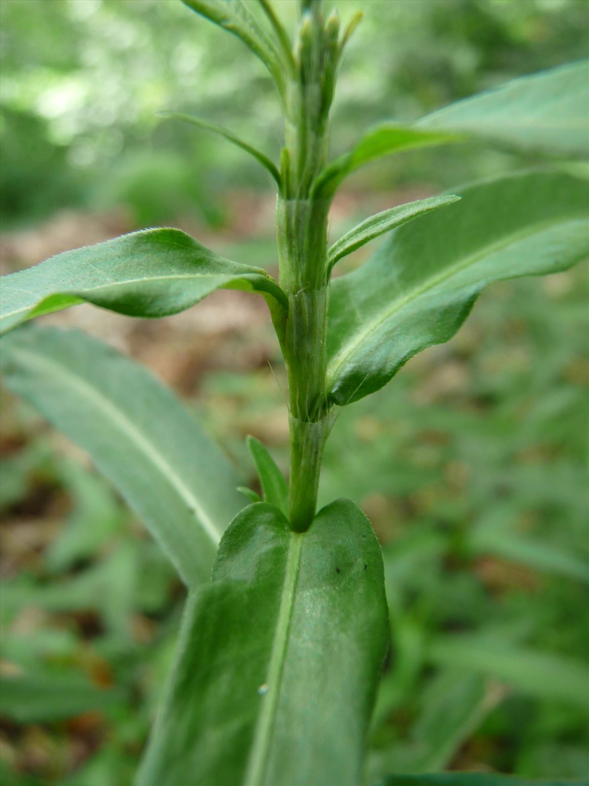 Persicaria minor (door Willemien Troelstra)