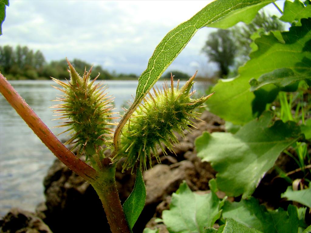 Xanthium orientale/strumarium (door Joop Verburg)