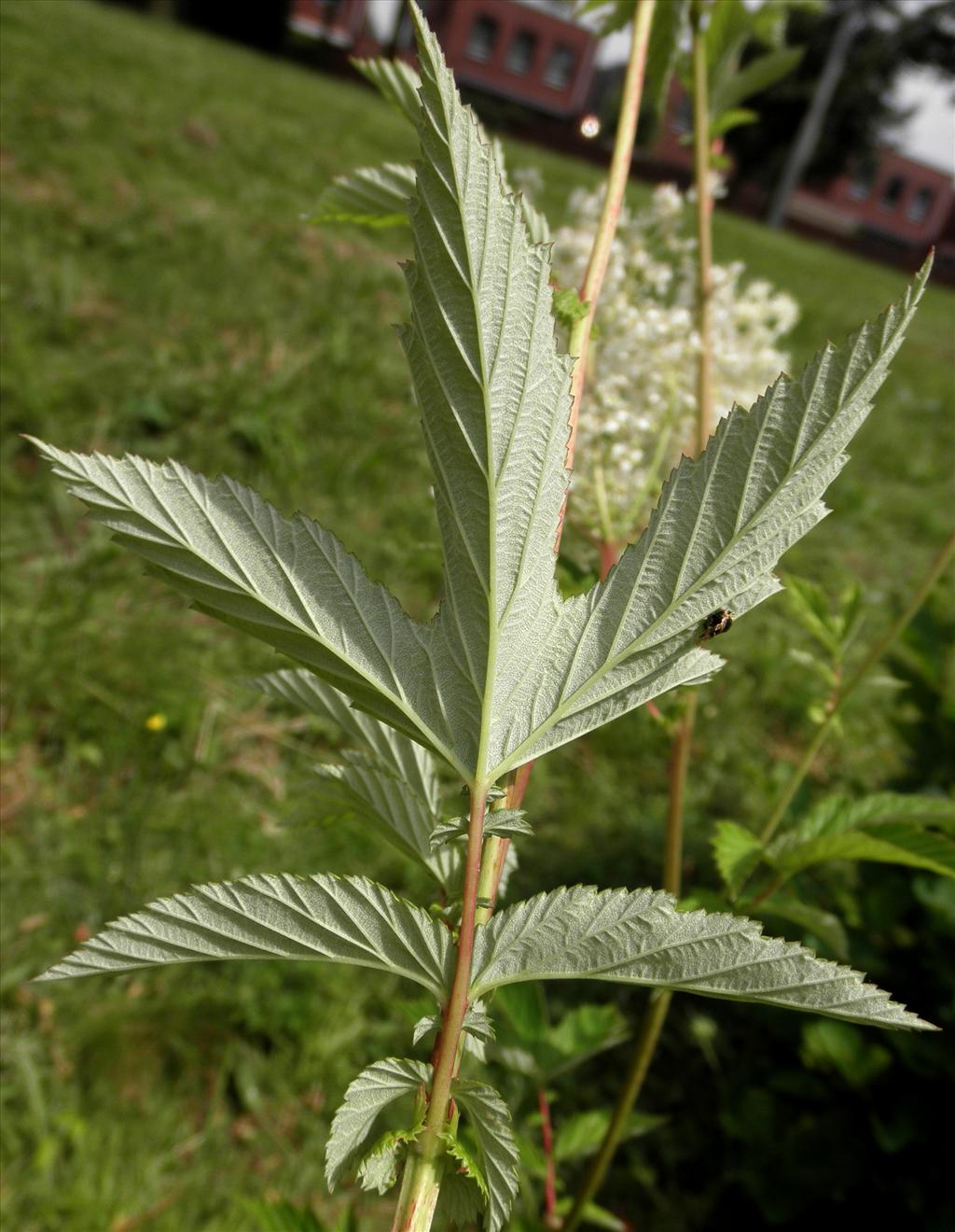 Filipendula ulmaria (door Bert Verbruggen)