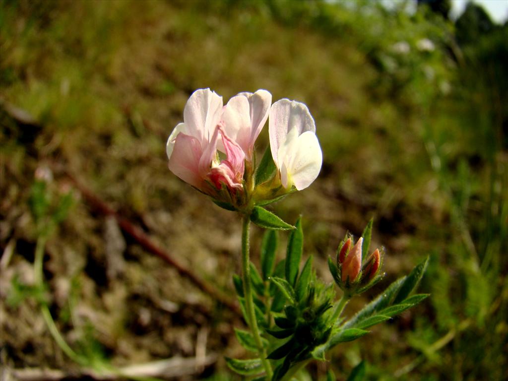 Ornithopus sativus (door Joop Verburg)