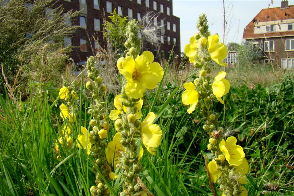 Verbascum phlomoides (door Joop Verburg)