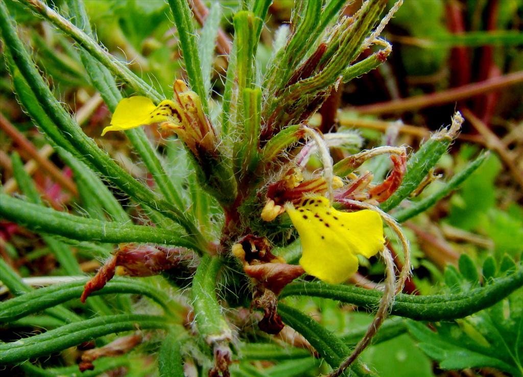 Ajuga chamaepitys (door Joop Verburg)