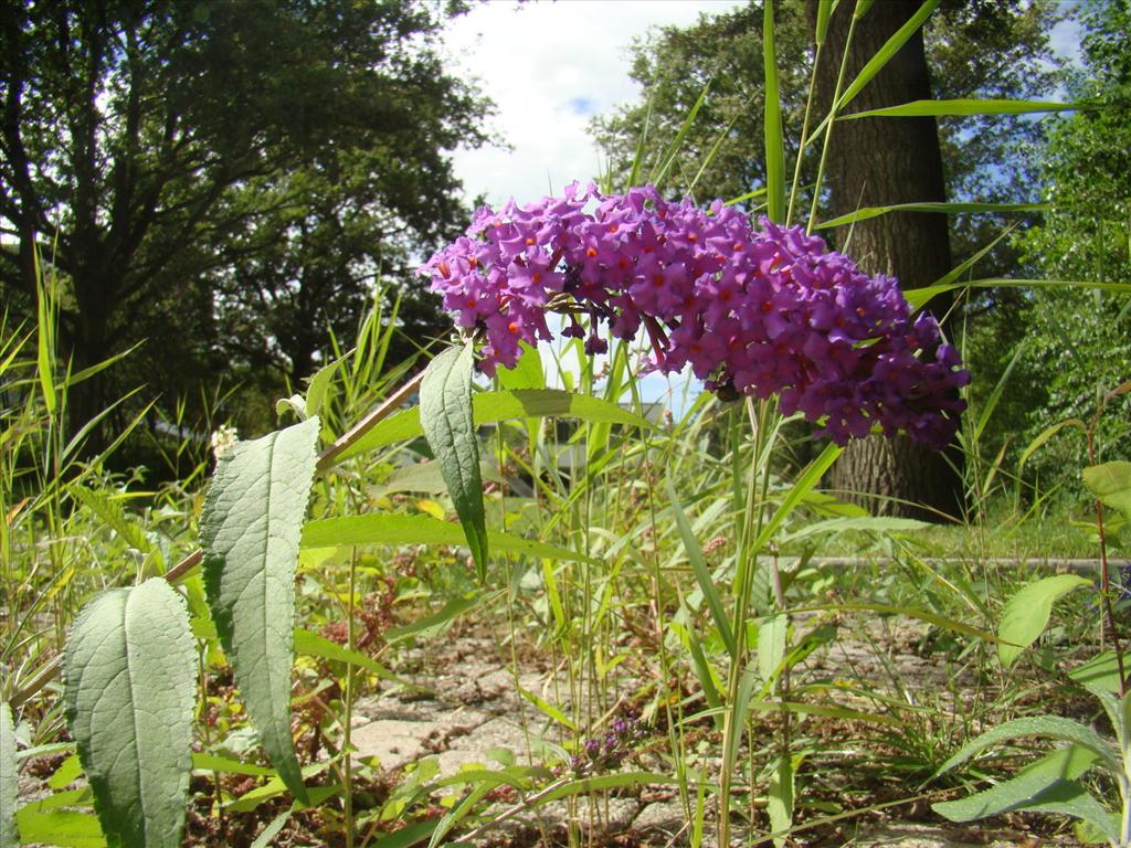 Buddleja davidii (door Joop Verburg)