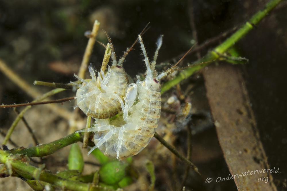 Dikerogammarus villosus (door Silvia Waajen)