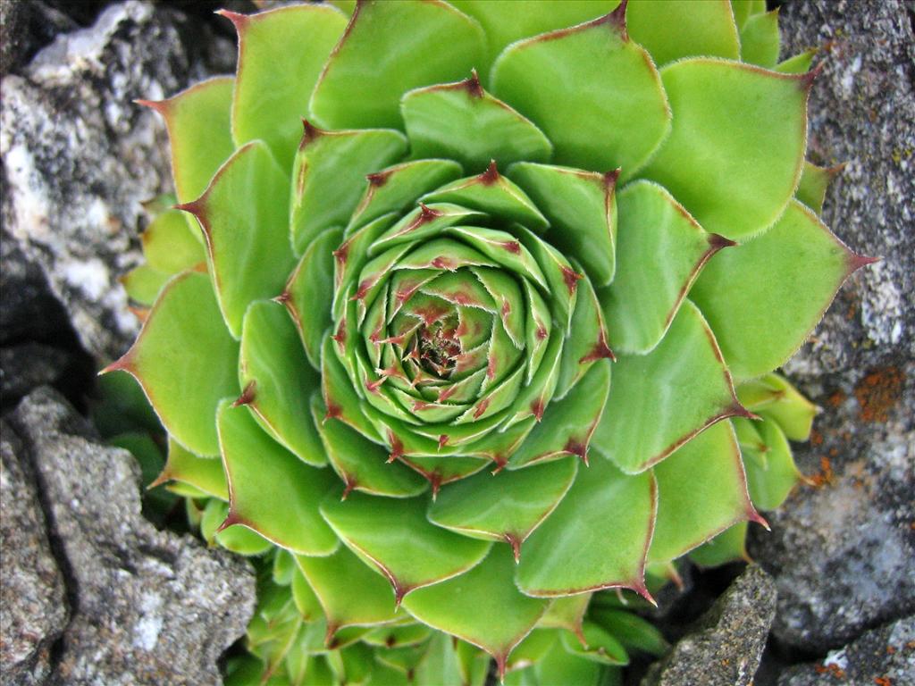 Sempervivum tectorum (door Marian Baars)