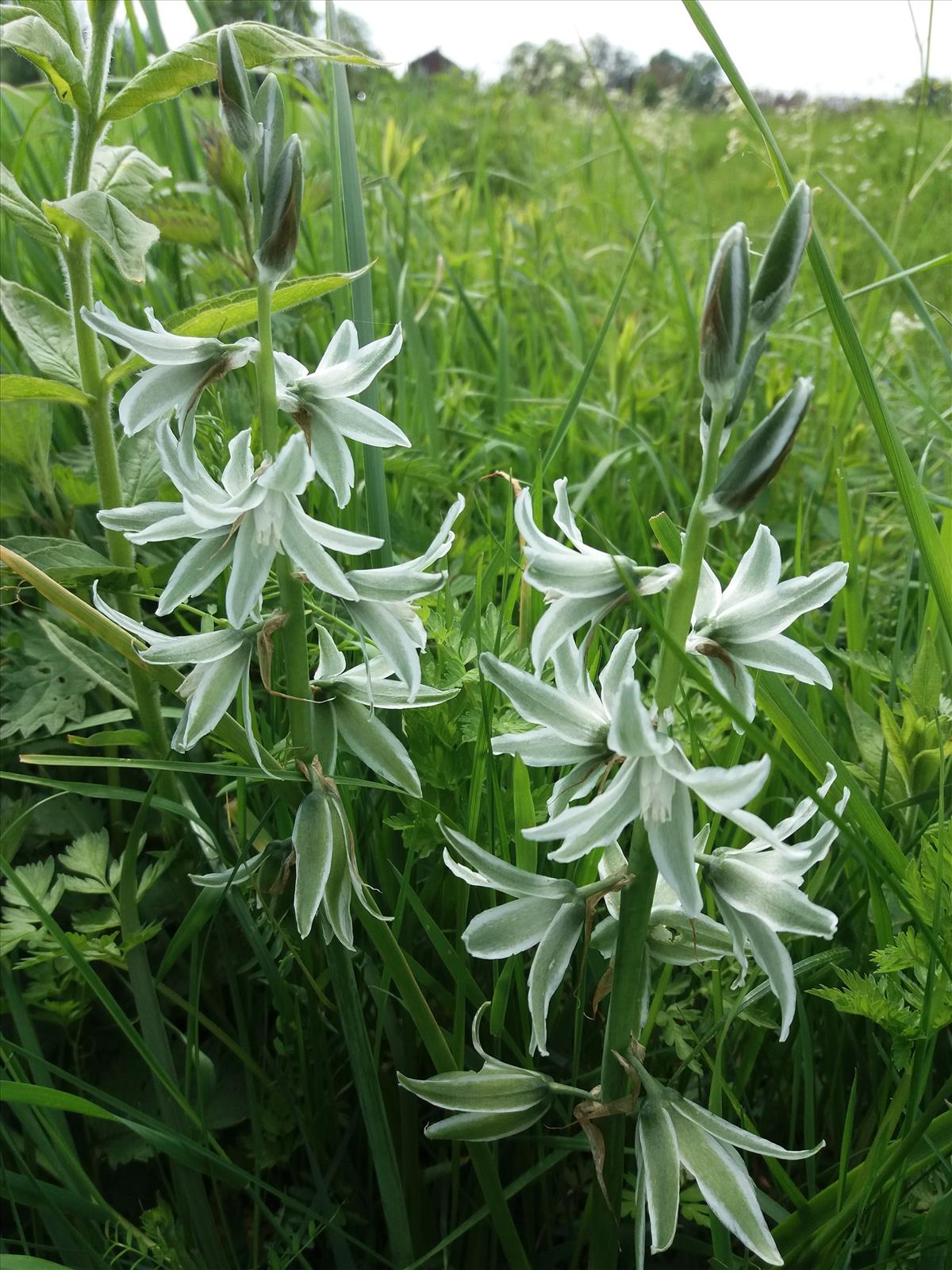 Ornithogalum nutans (door Toon Verrijdt)