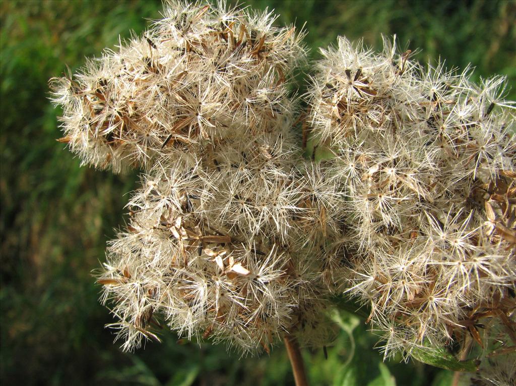 Eupatorium cannabinum (door Bert Verbruggen)