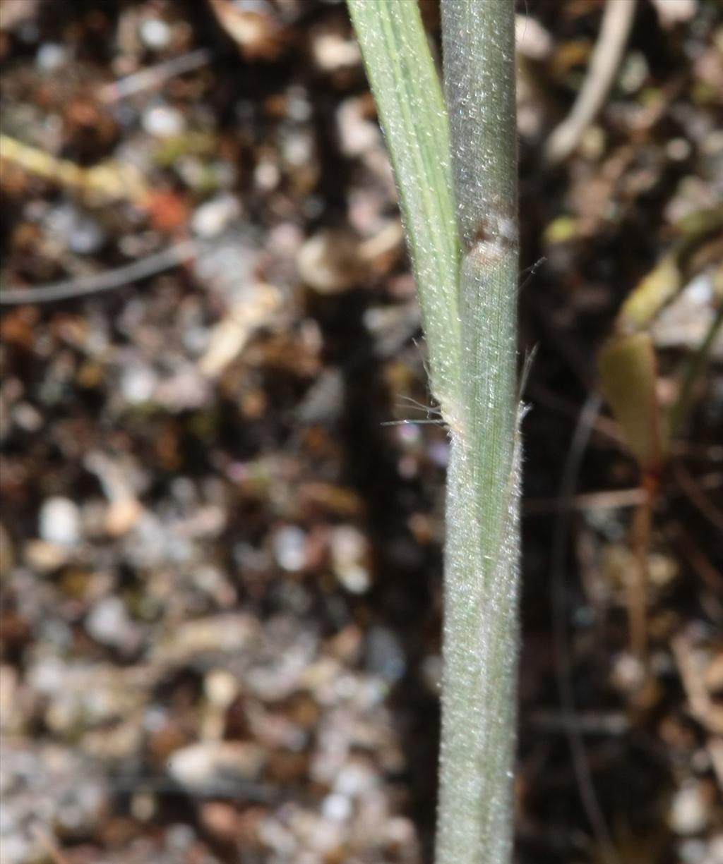 Koeleria albescens (door Rudolf van der Schaar)