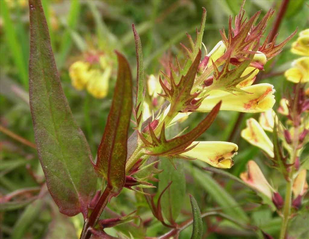 Melampyrum pratense (door Bert Verbruggen)