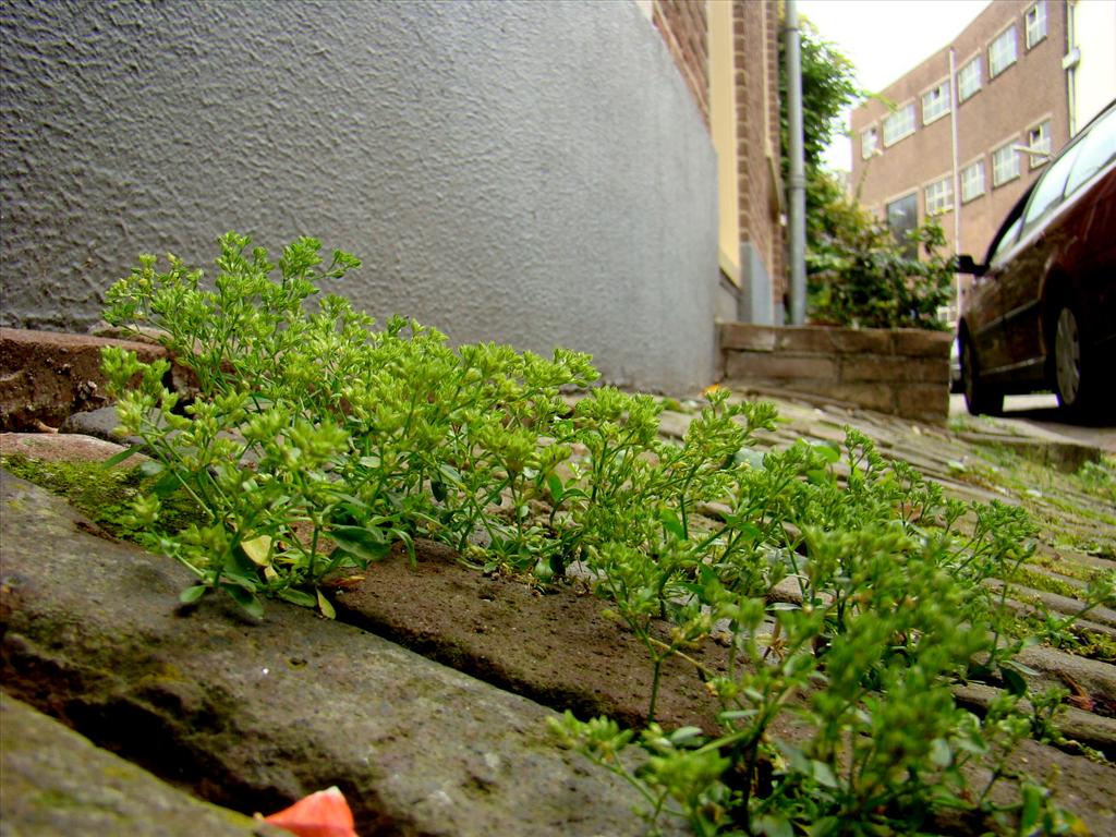 Polycarpon tetraphyllum (door Joop Verburg)