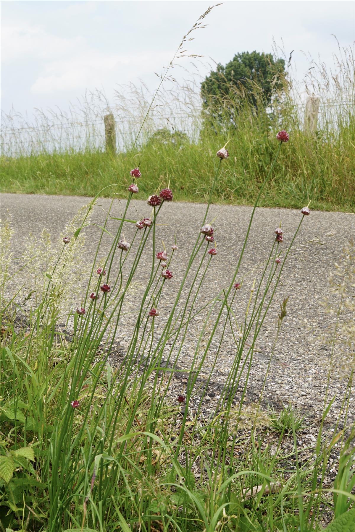 Allium vineale (door Jetske Metzlar)