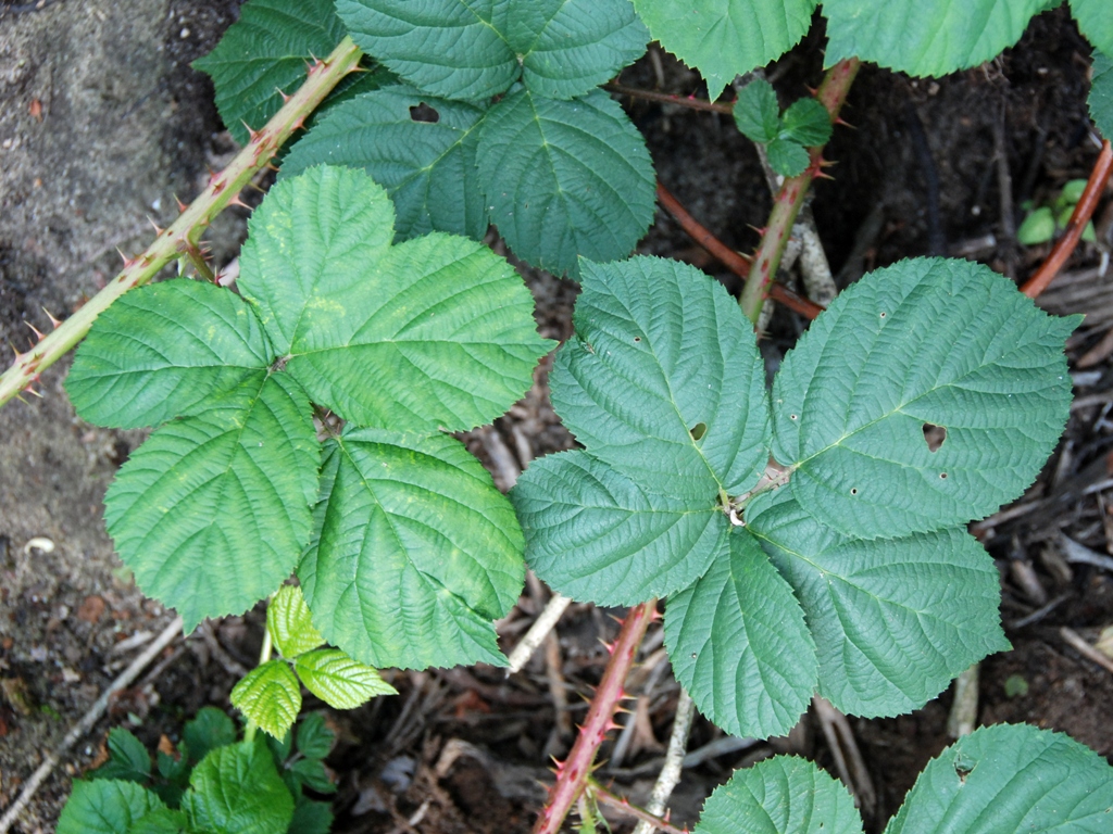 Rubus sect. Corylifolii (door Peter Venema)