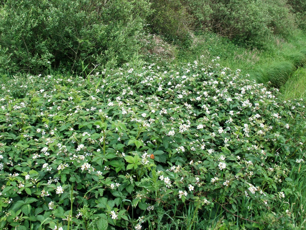 Rubus ammobius (door Peter Venema)