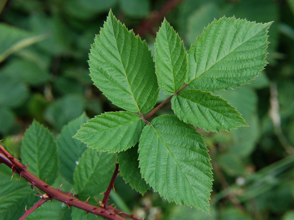 Rubus ammobius (door Peter Venema)