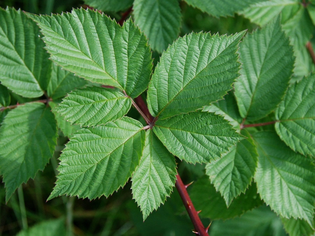 Rubus ammobius (door Peter Venema)