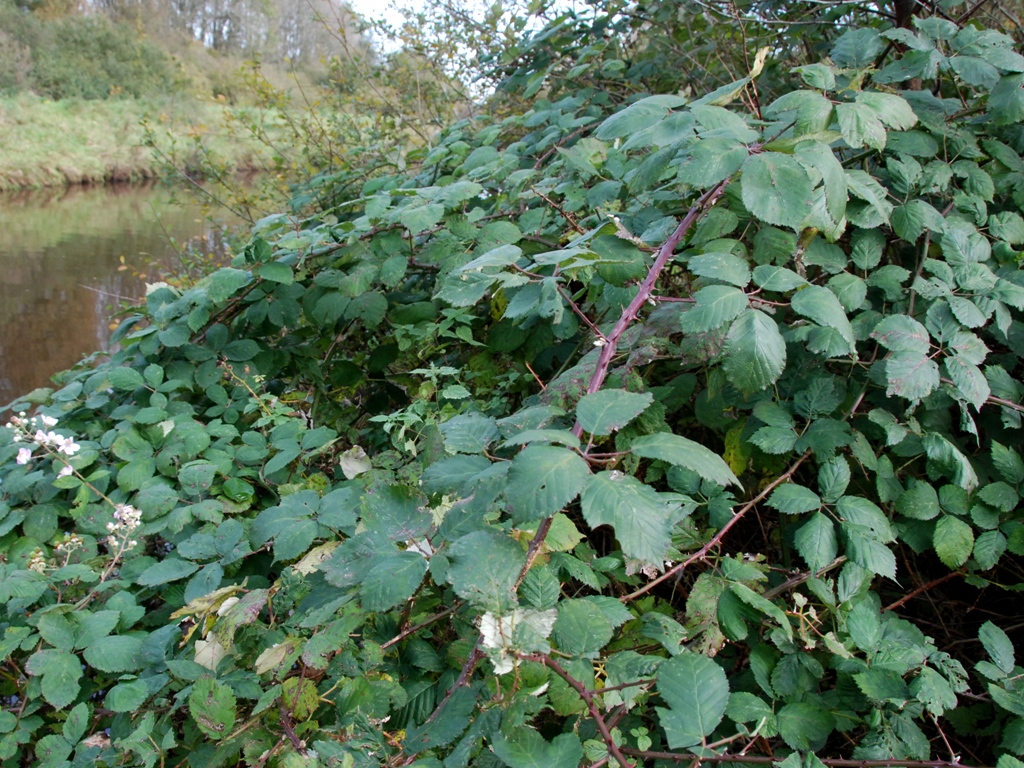 Rubus armeniacus (door Peter Venema)