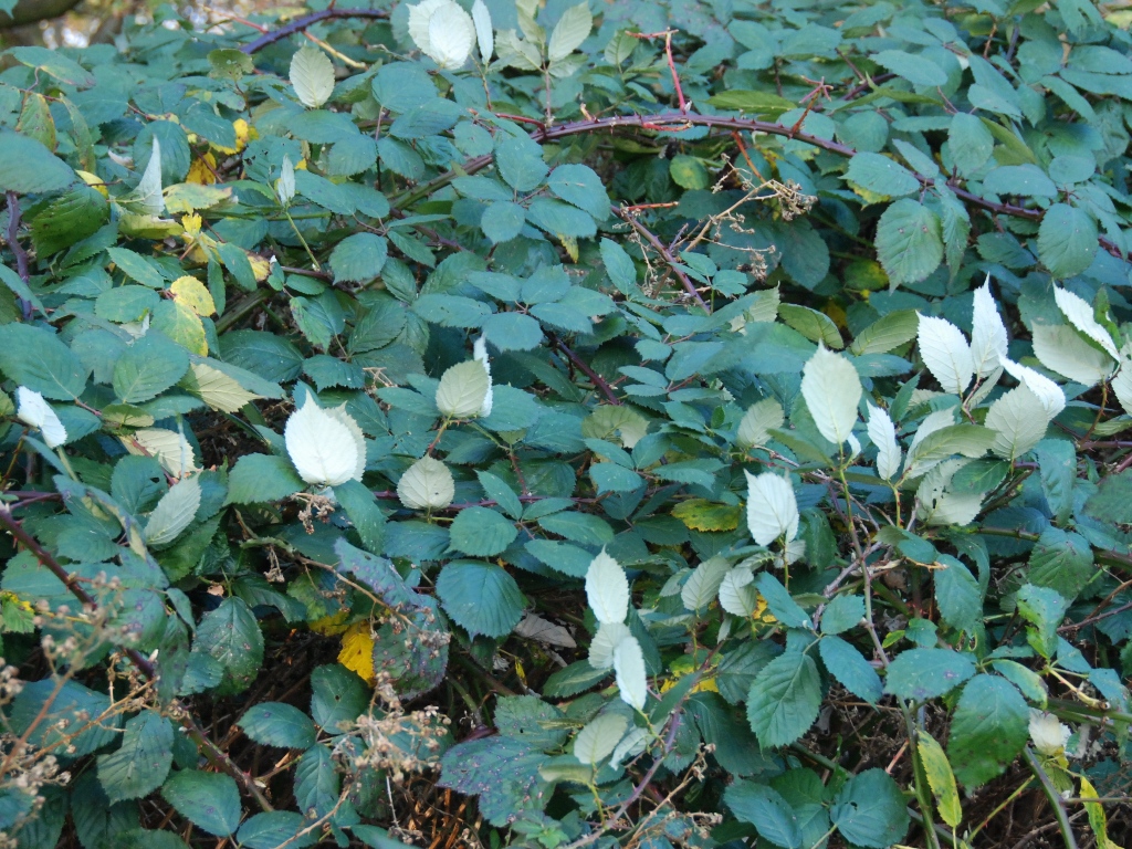 Rubus armeniacus (door Peter Venema)