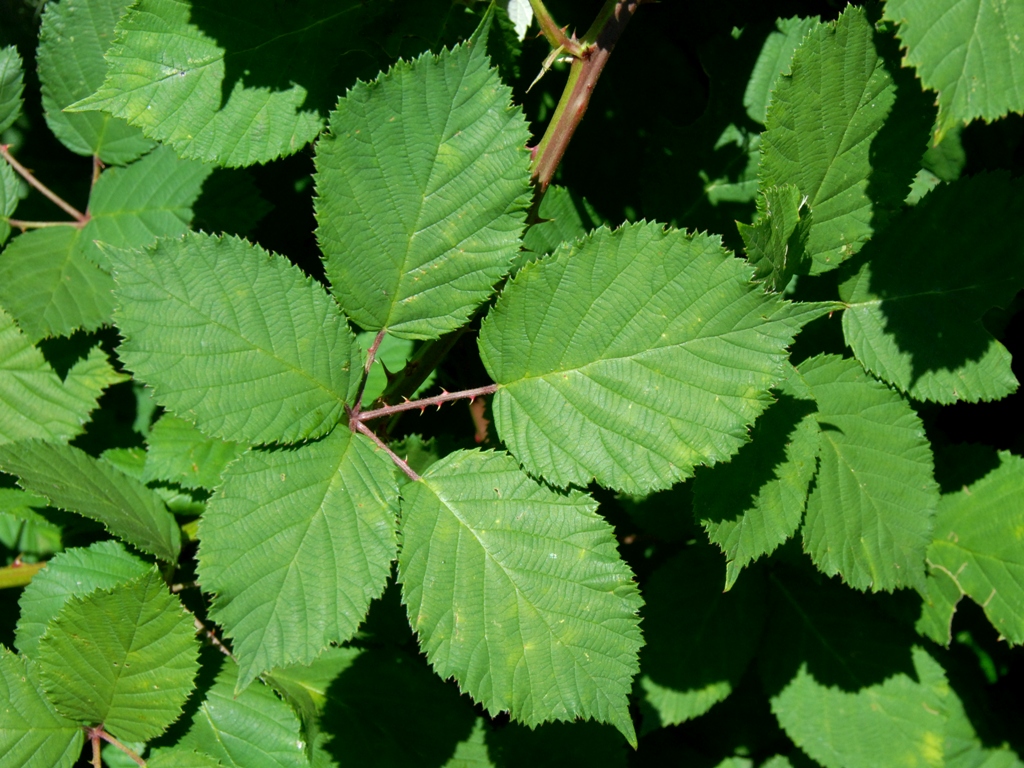 Rubus armeniacus (door Peter Venema)