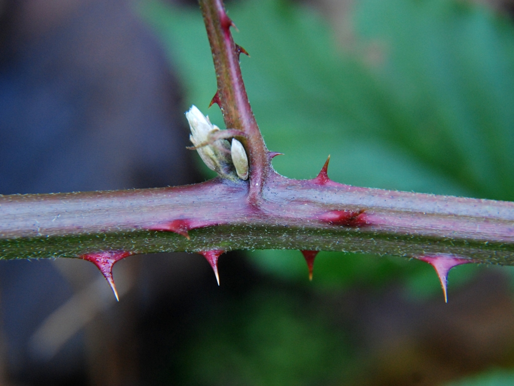 Rubus armeniacus (door Peter Venema)