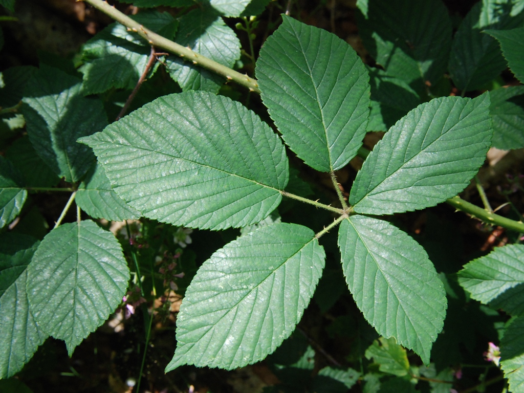 Rubus arrhenii (door Peter Venema)