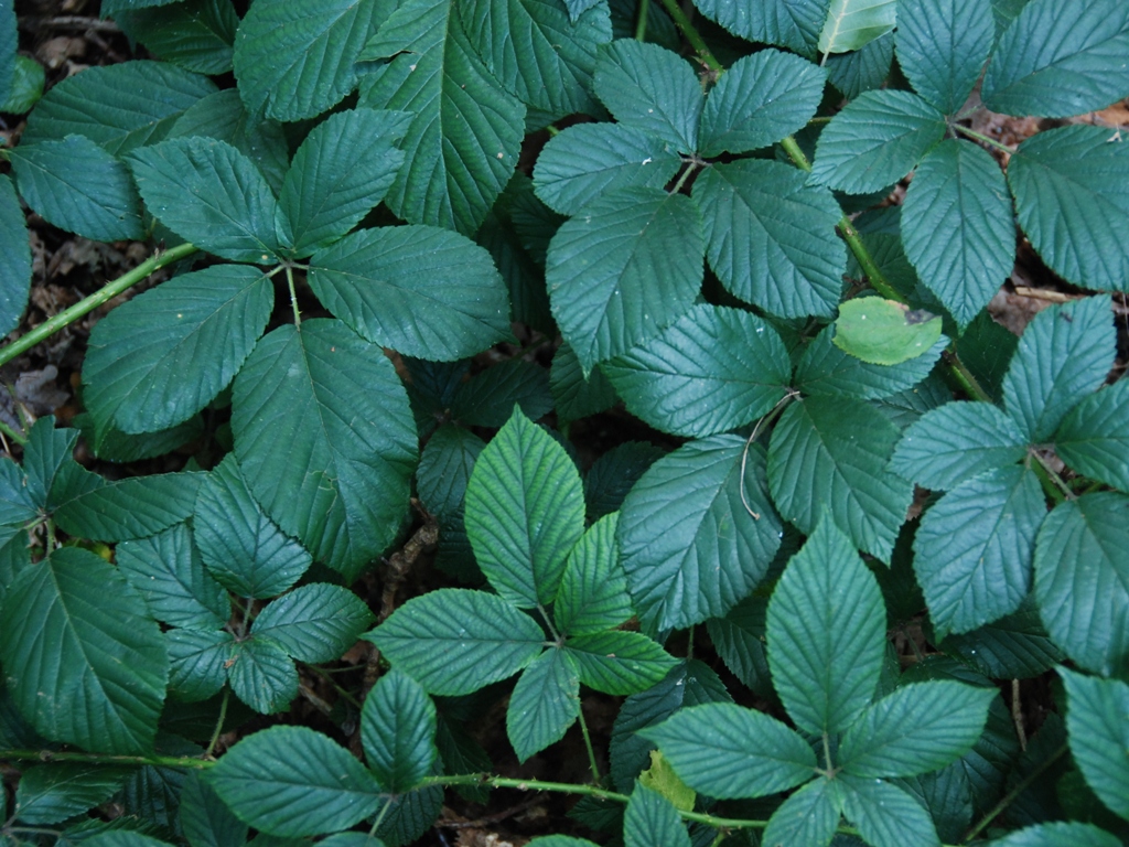 Rubus arrhenii (door Peter Venema)