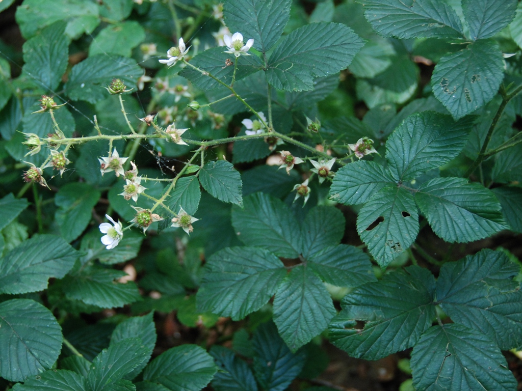 Rubus arrhenii (door Peter Venema)