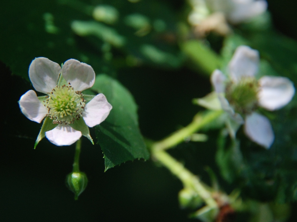 Rubus arrhenii (door Peter Venema)