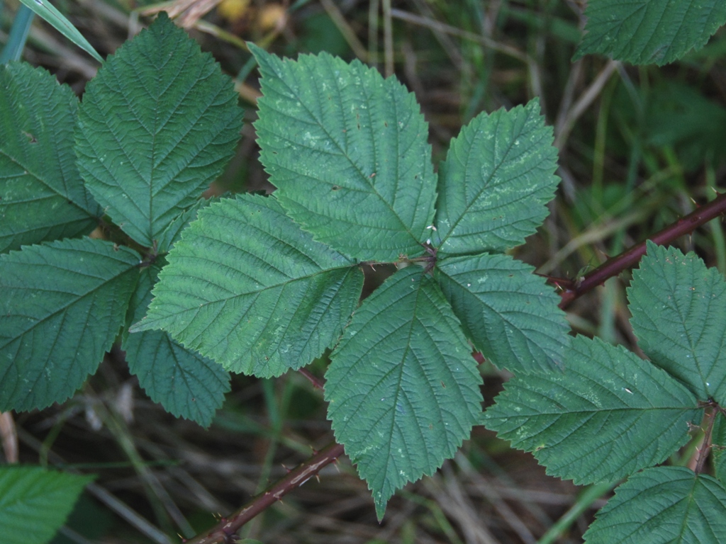 Rubus camptostachys (door Peter Venema)