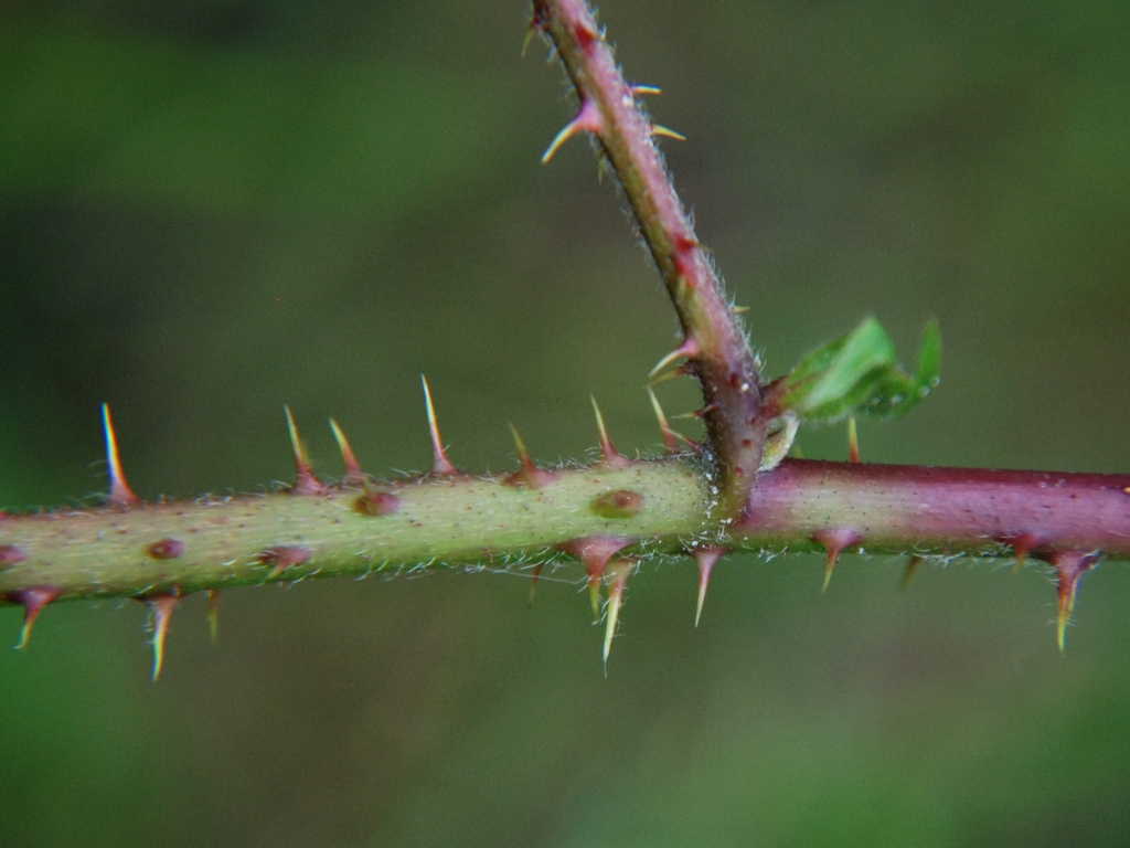 Rubus camptostachys (door Peter Venema)