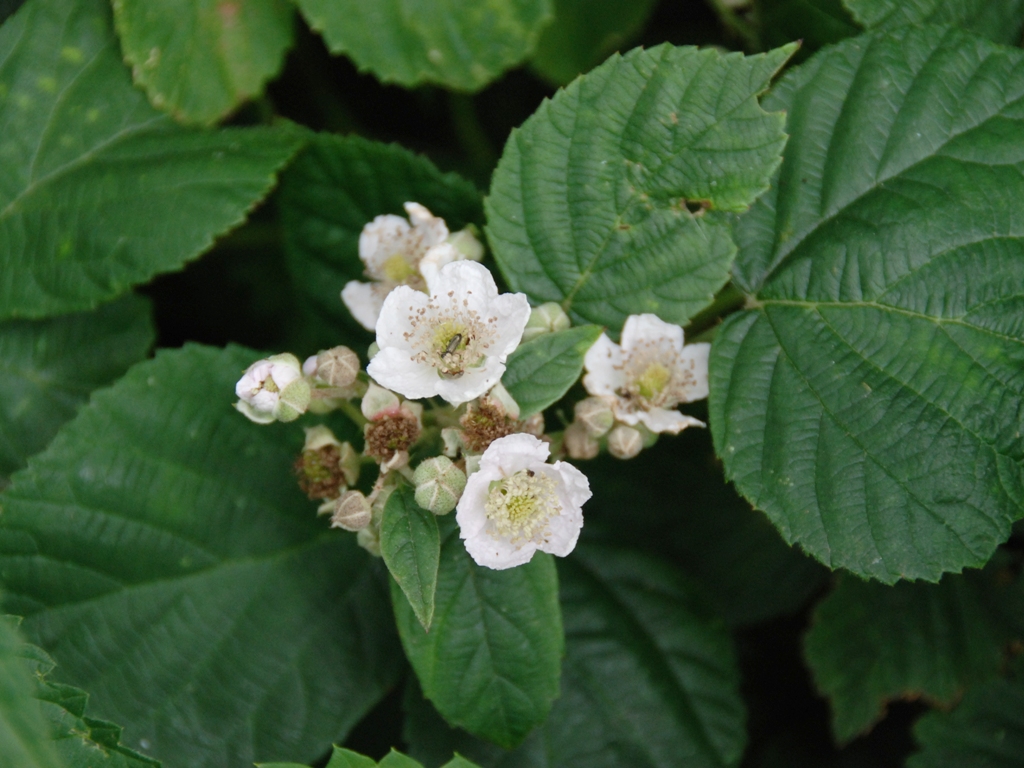 Rubus drenthicus (door Peter Venema)