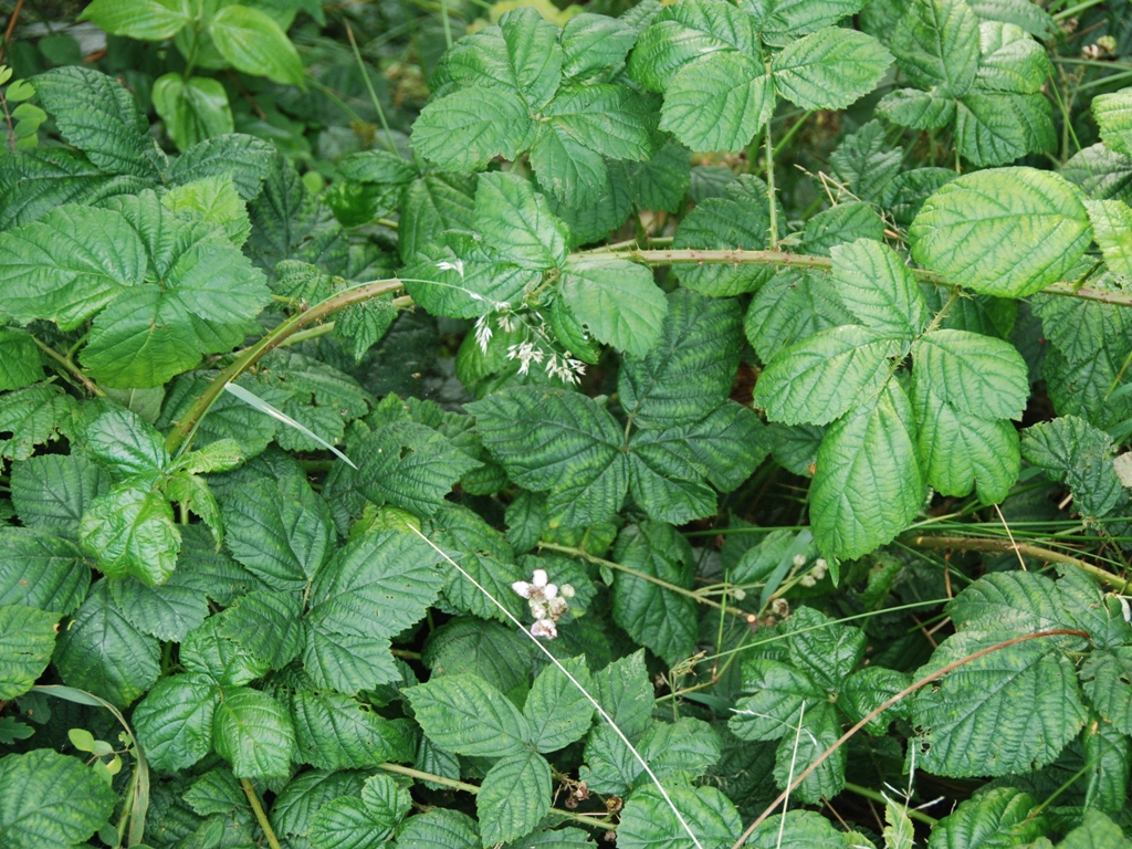 Rubus drenthicus (door Peter Venema)