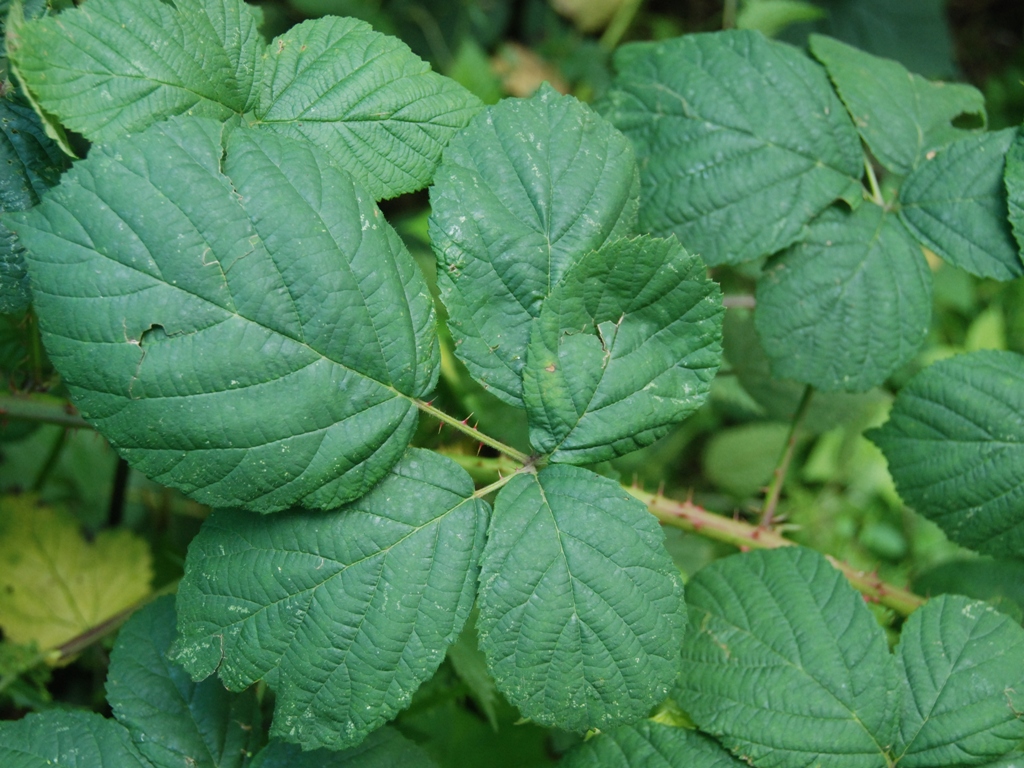 Rubus drenthicus (door Peter Venema)