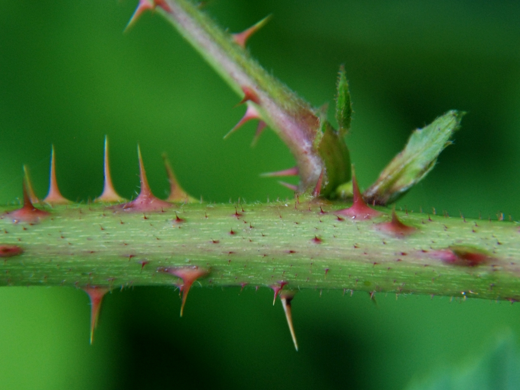 Rubus drenthicus (door Peter Venema)