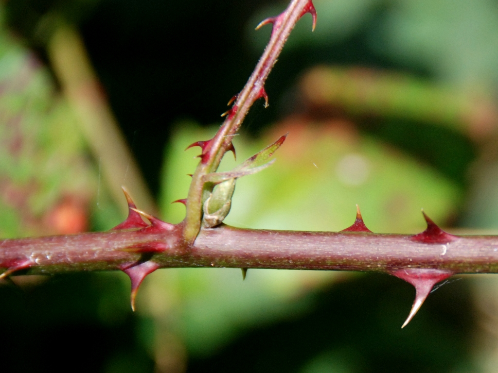 Rubus geniculatus (door Peter Venema)