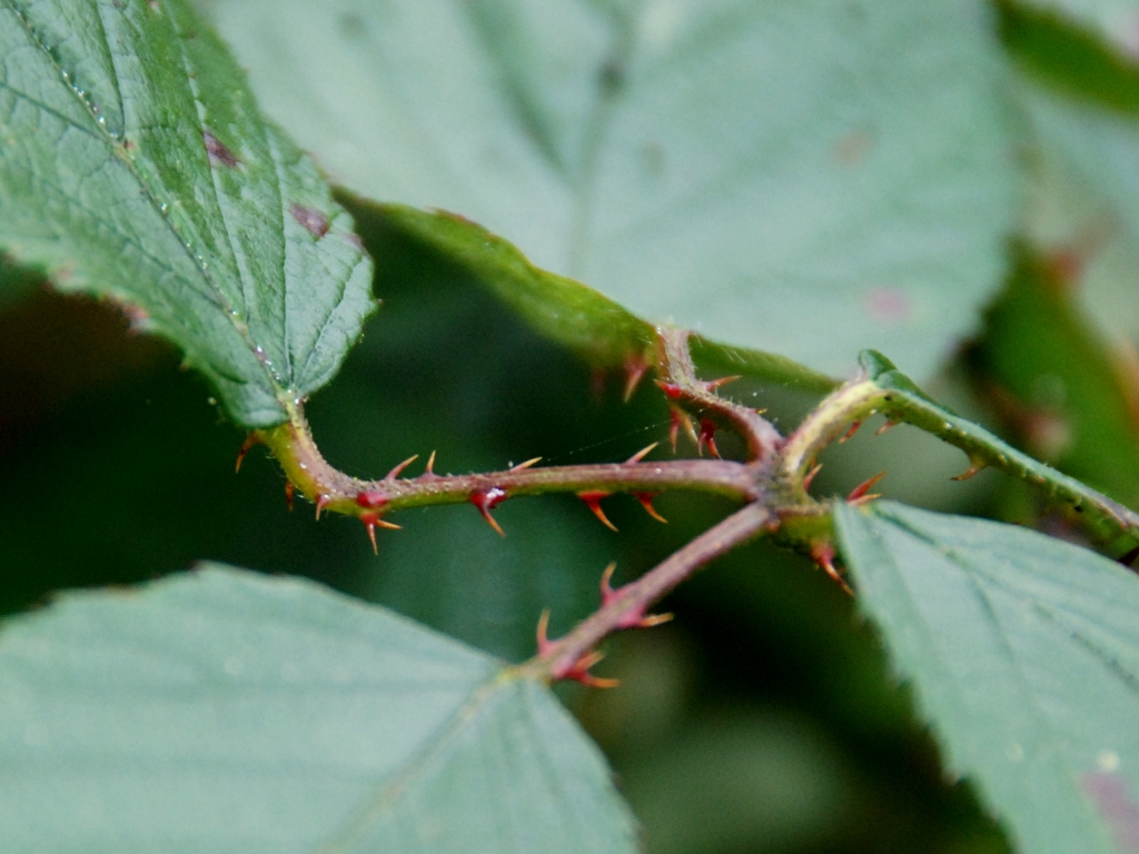 Rubus geniculatus (door Peter Venema)