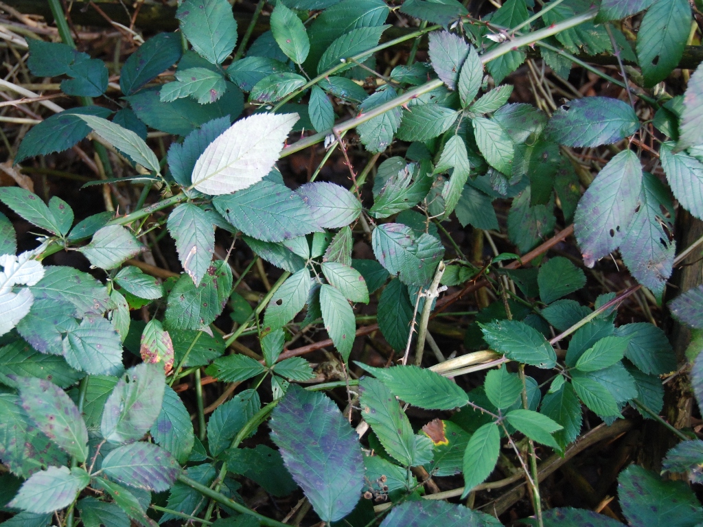 Rubus geniculatus (door Peter Venema)