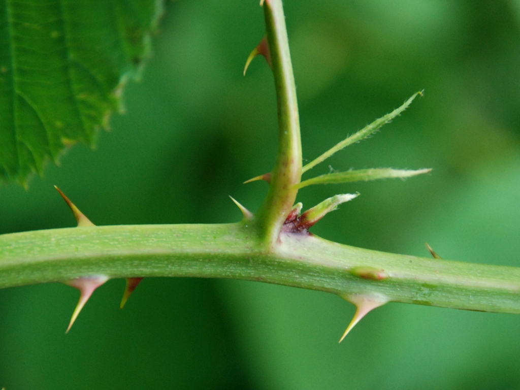 Rubus geniculatus (door Peter Venema)