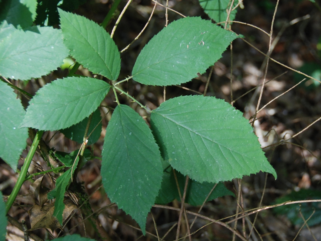 Rubus geniculatus (door Peter Venema)