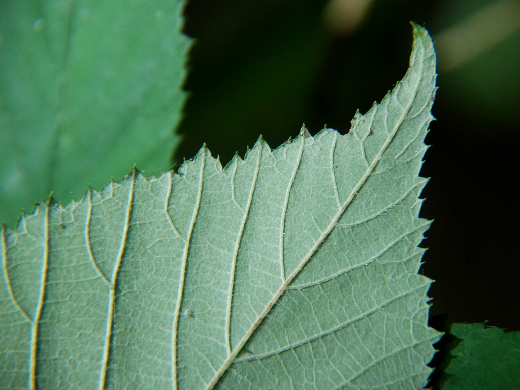 Rubus geniculatus (door Peter Venema)