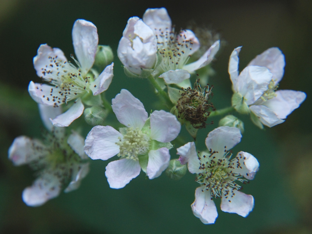 Rubus geniculatus (door Peter Venema)