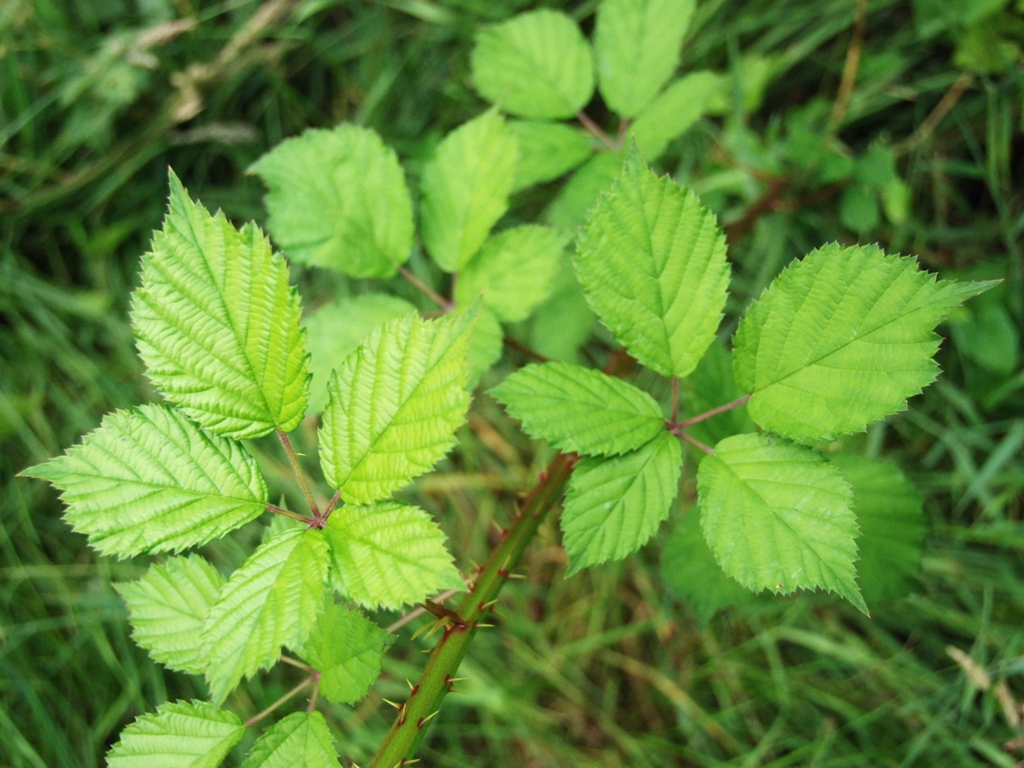 Rubus gratus (door Peter Venema)