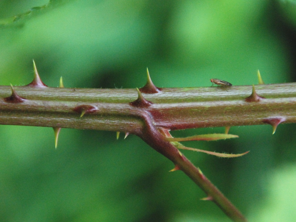 Rubus gratus (door Peter Venema)