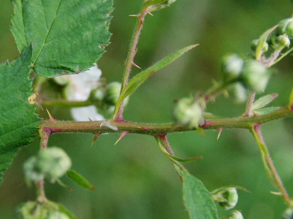 Rubus gratus (door Peter Venema)