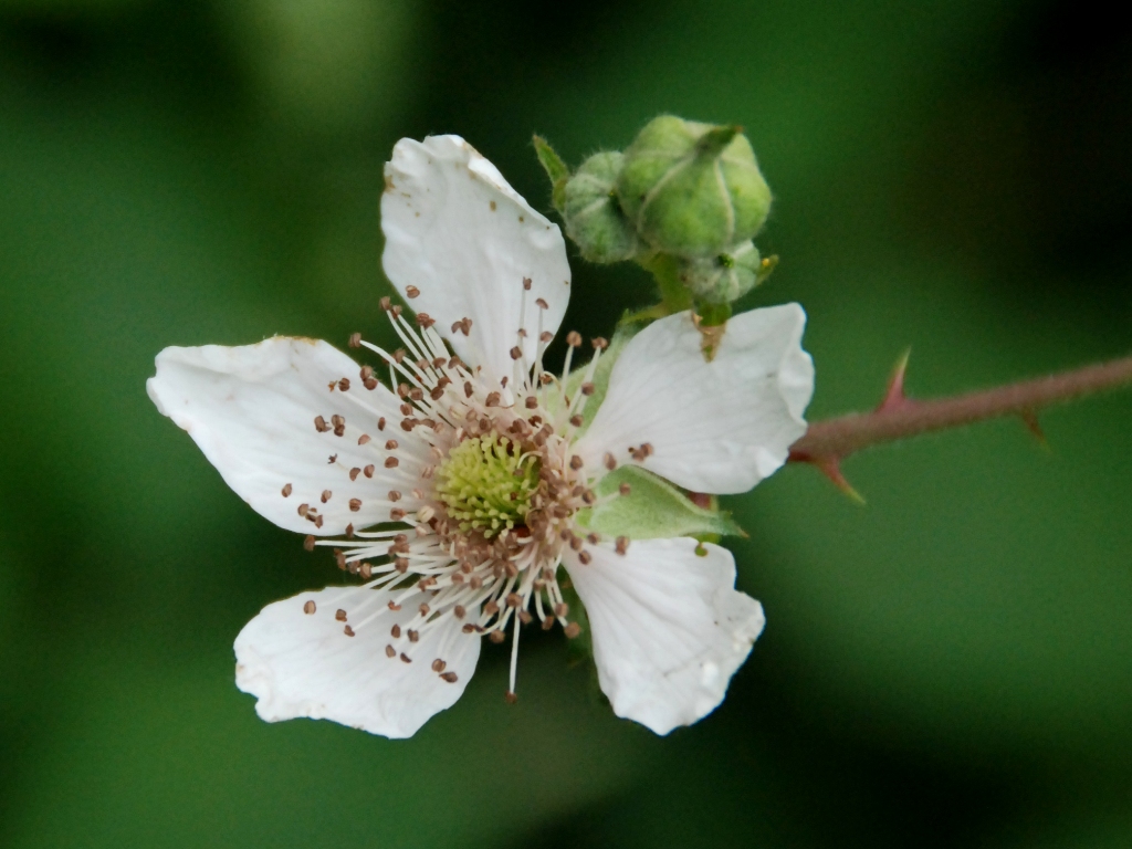 Rubus gratus (door Peter Venema)
