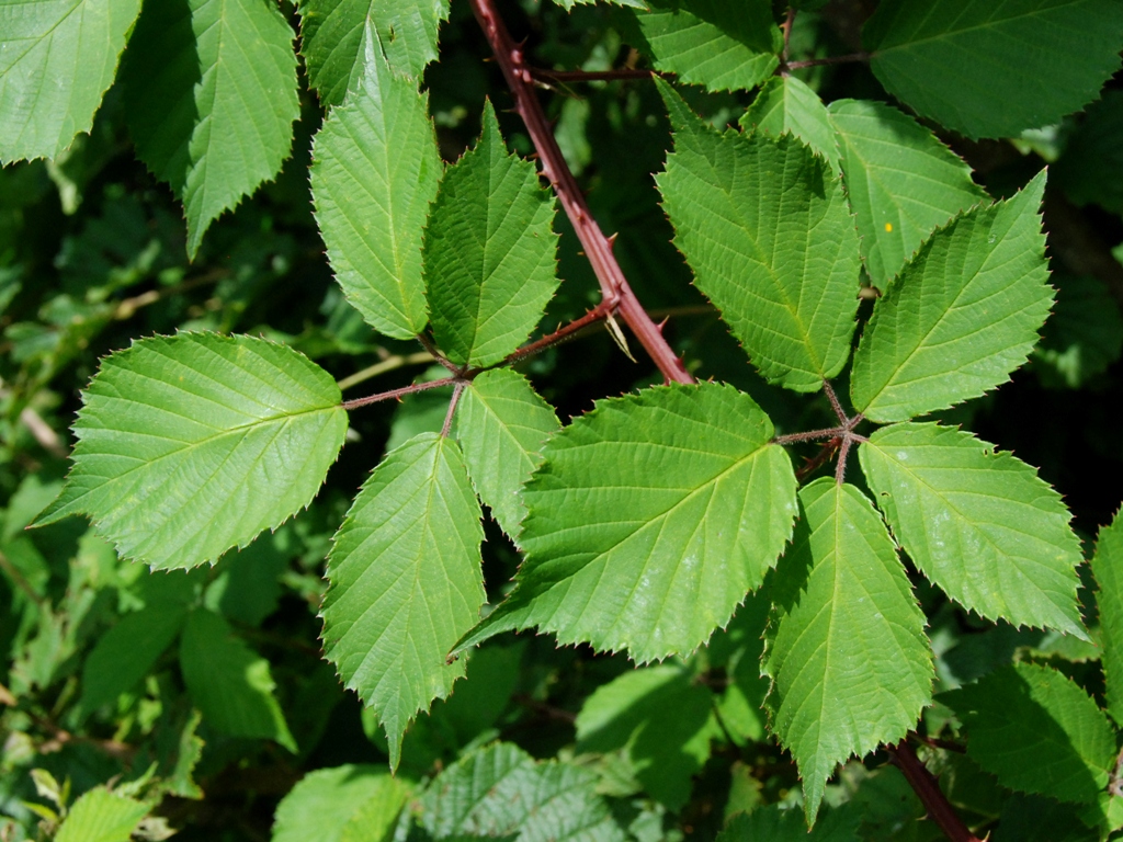 Rubus gratus (door Peter Venema)