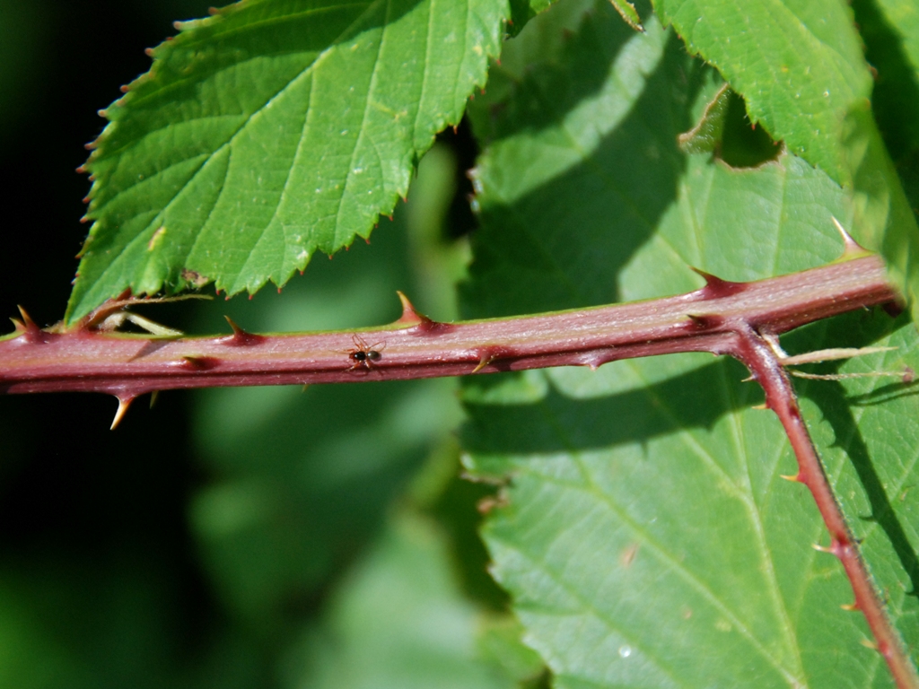 Rubus gratus (door Peter Venema)