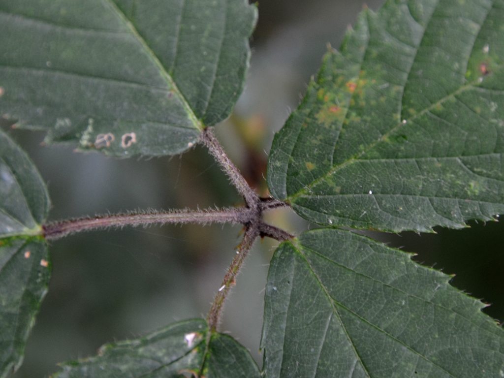 Rubus gratus (door Peter Venema)